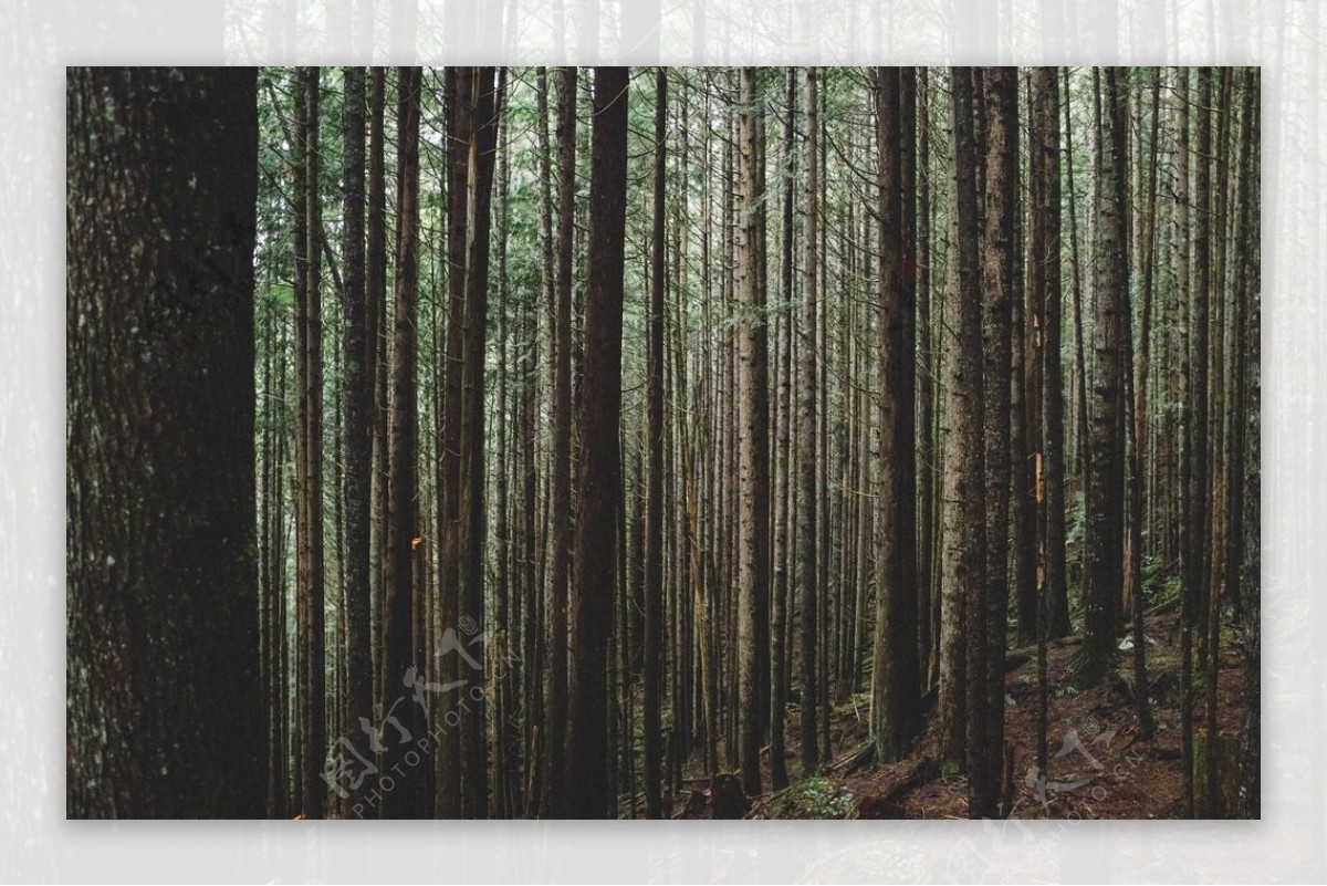 树林风景