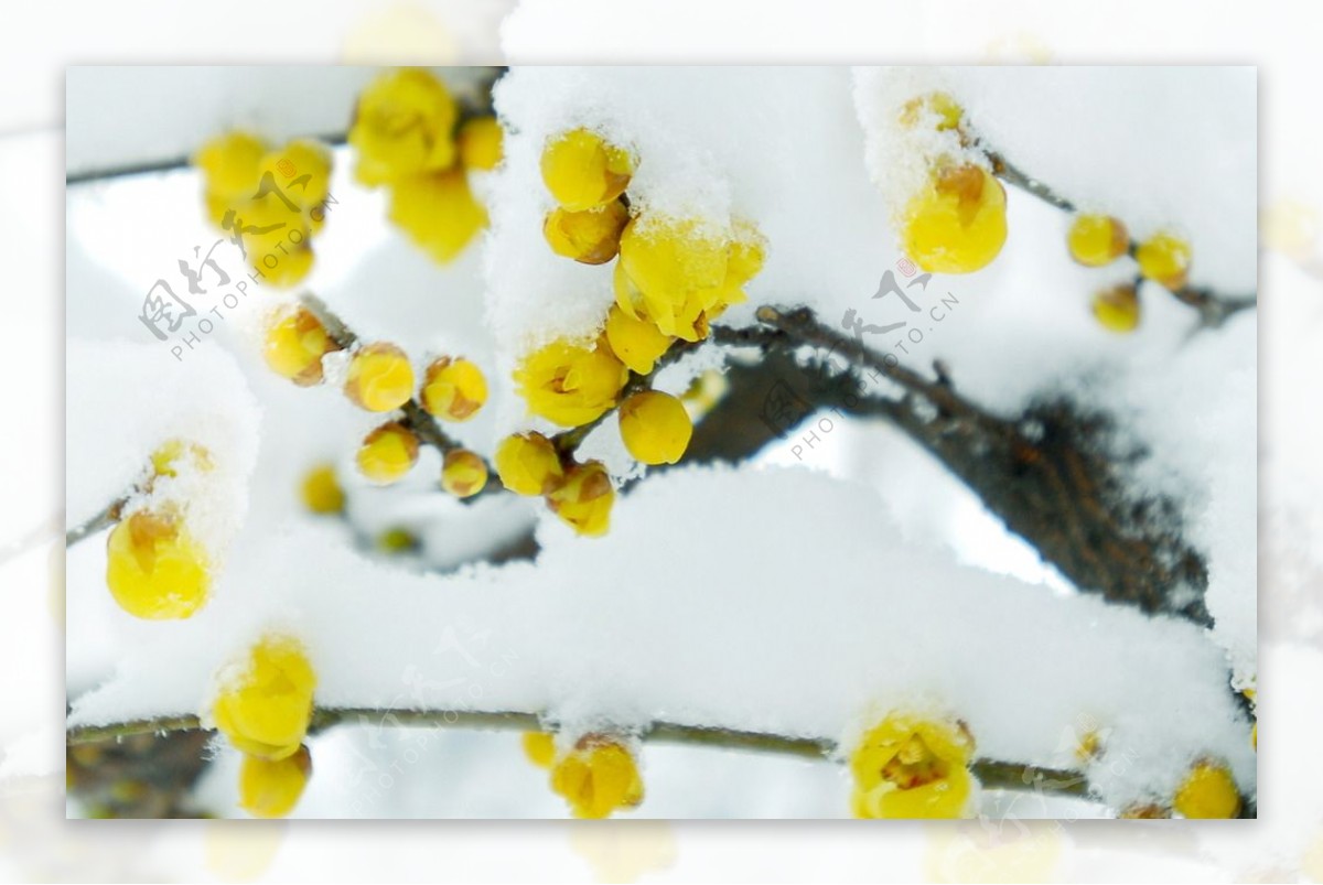 白雪覆盖黄色腊梅花