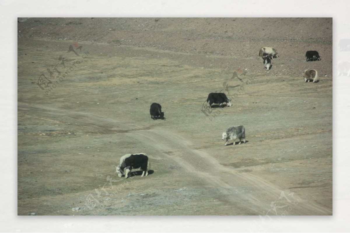 高原牦牛