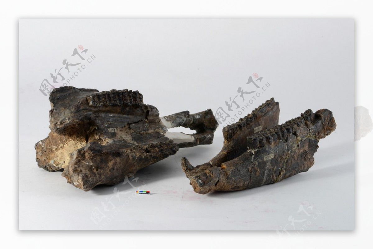 头骨化石标本