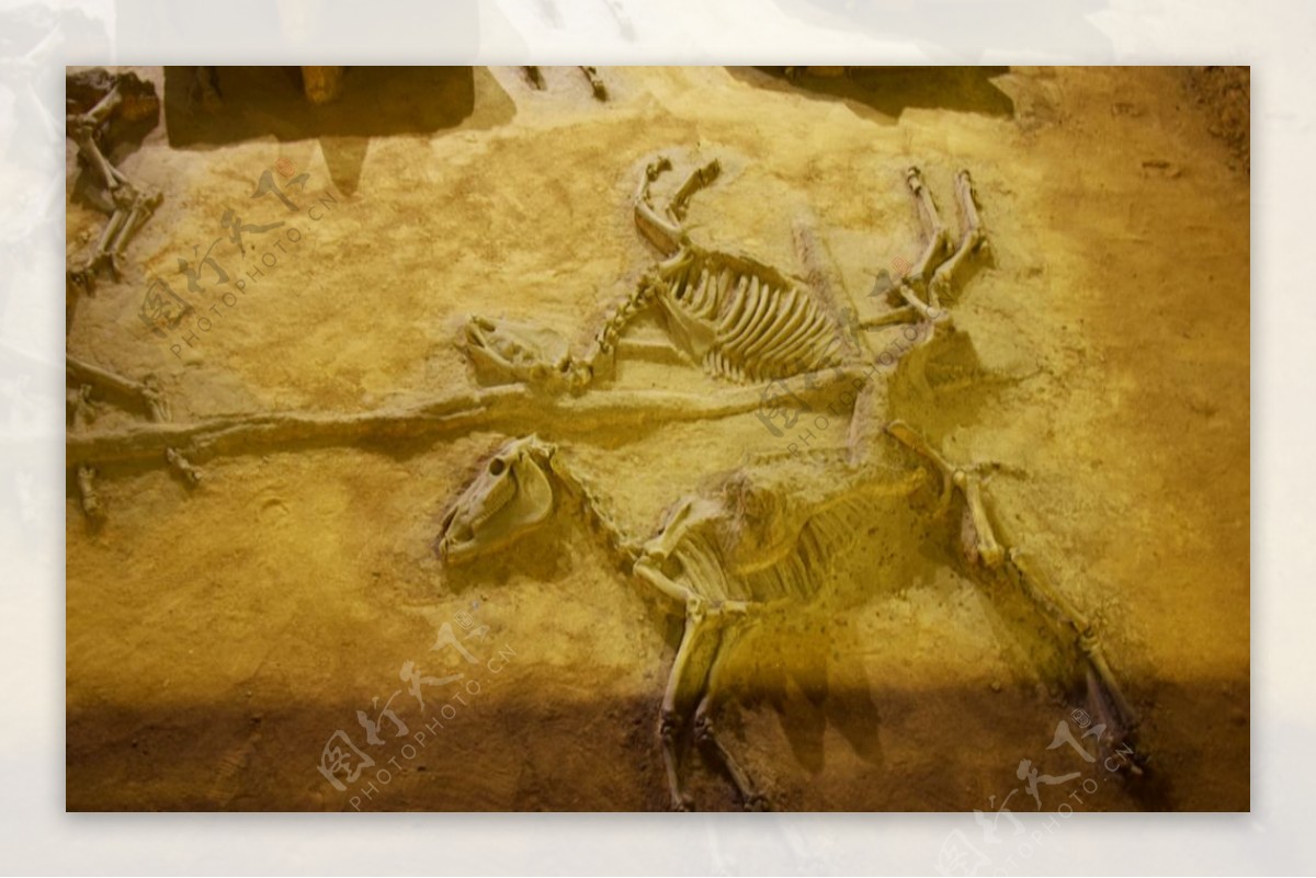 马匹骨骼文物摄影
