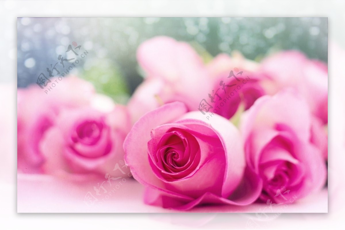 粉色玫瑰花代表什么意思 满天星搭配粉玫瑰花语_华夏智能网