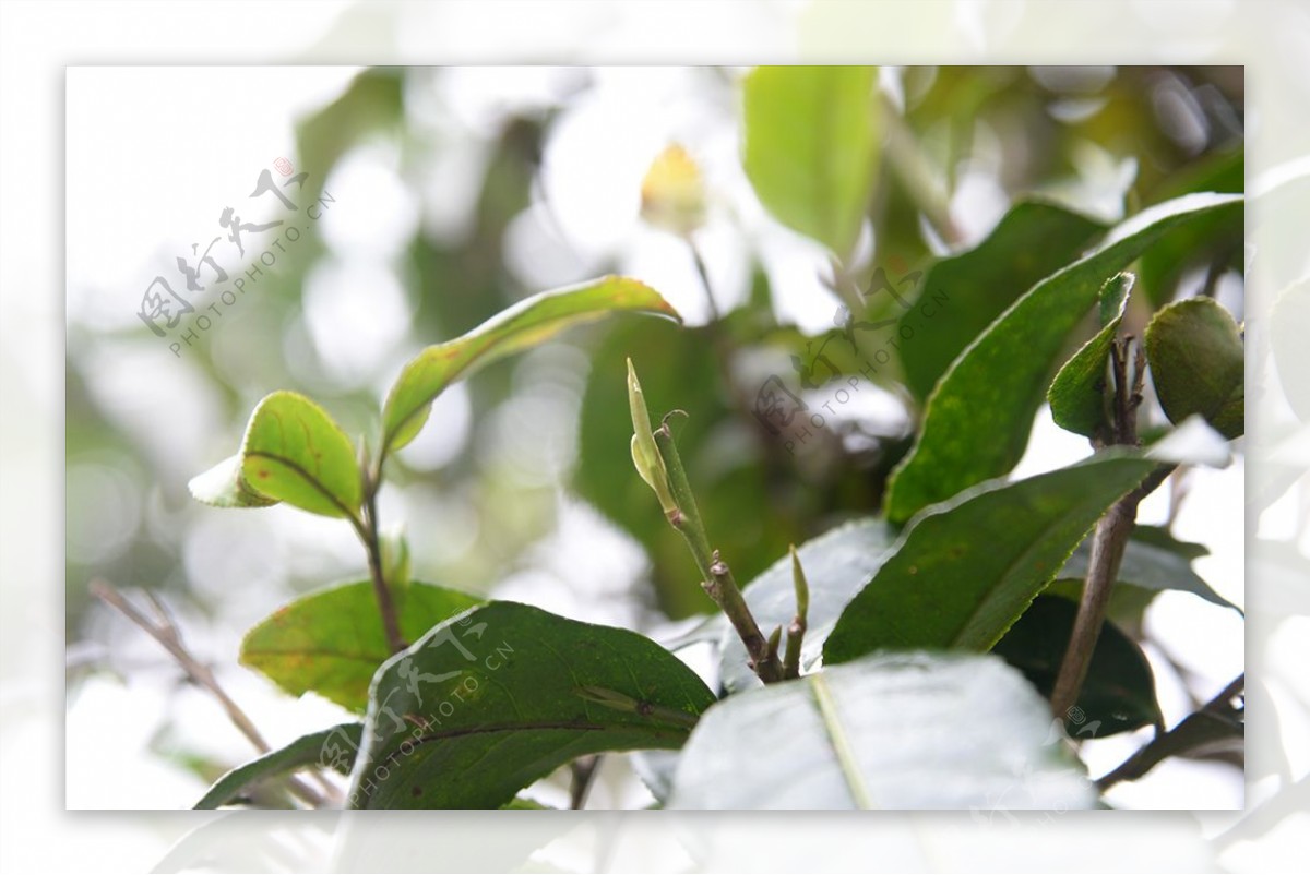 普洱茶树