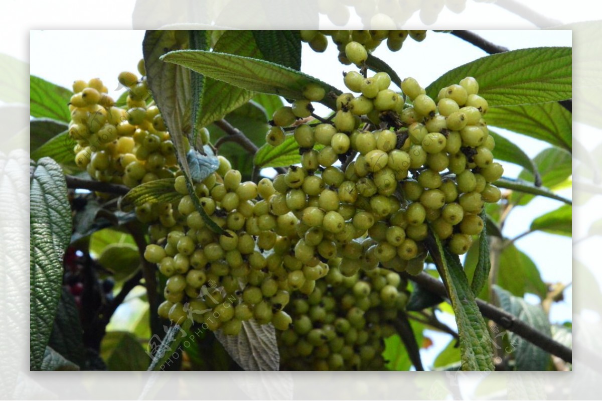 黑果荚蒾果