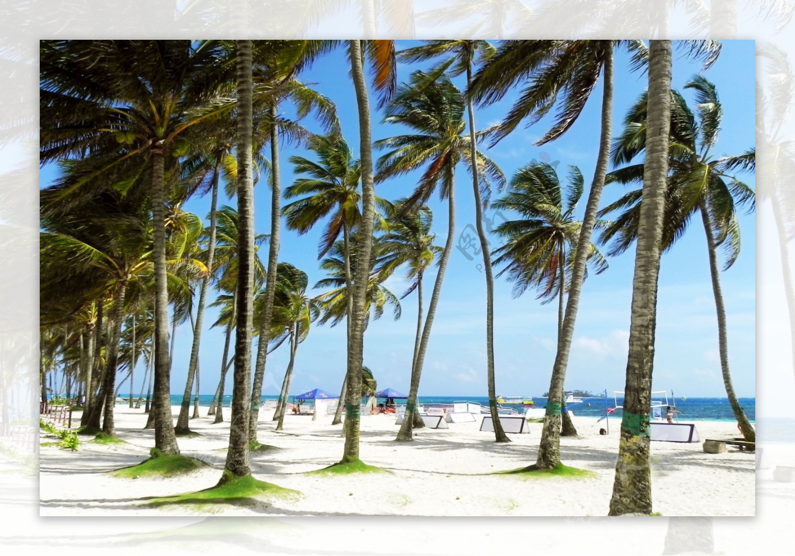 沙热带旅游风景棕榈树