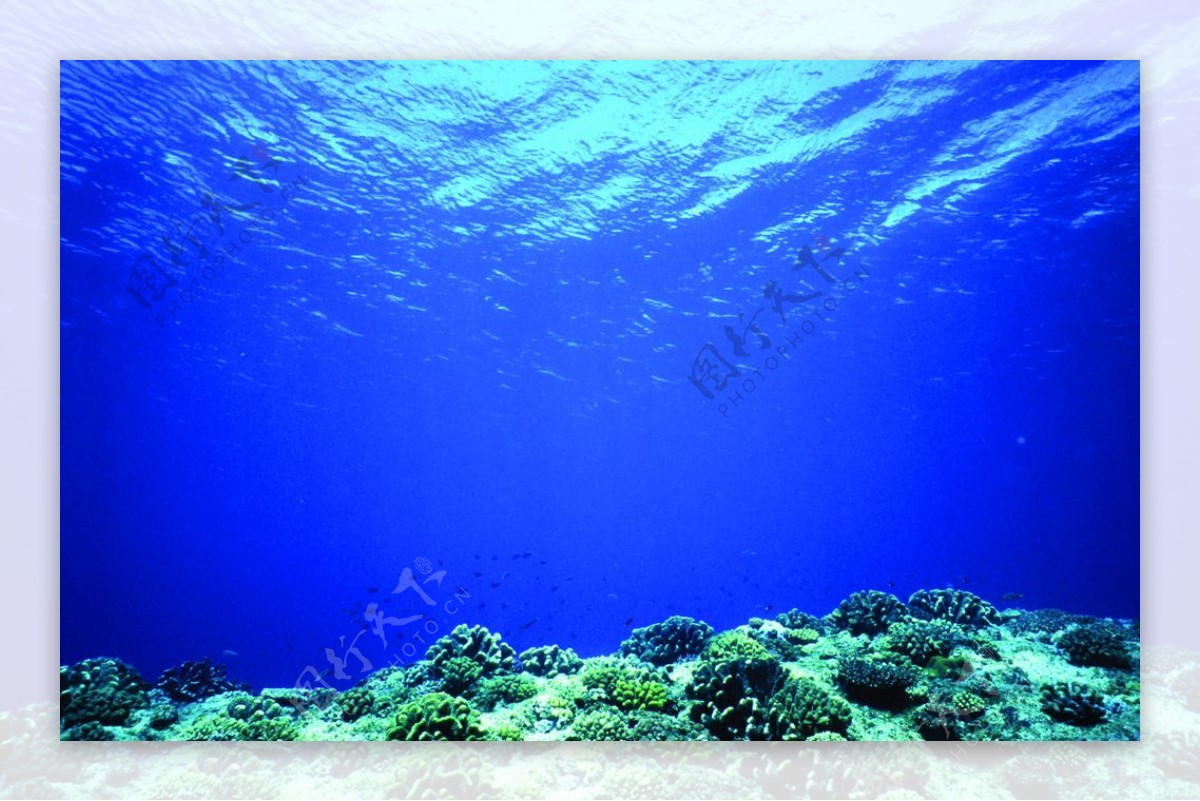 海底观赏图片海洋生物世界