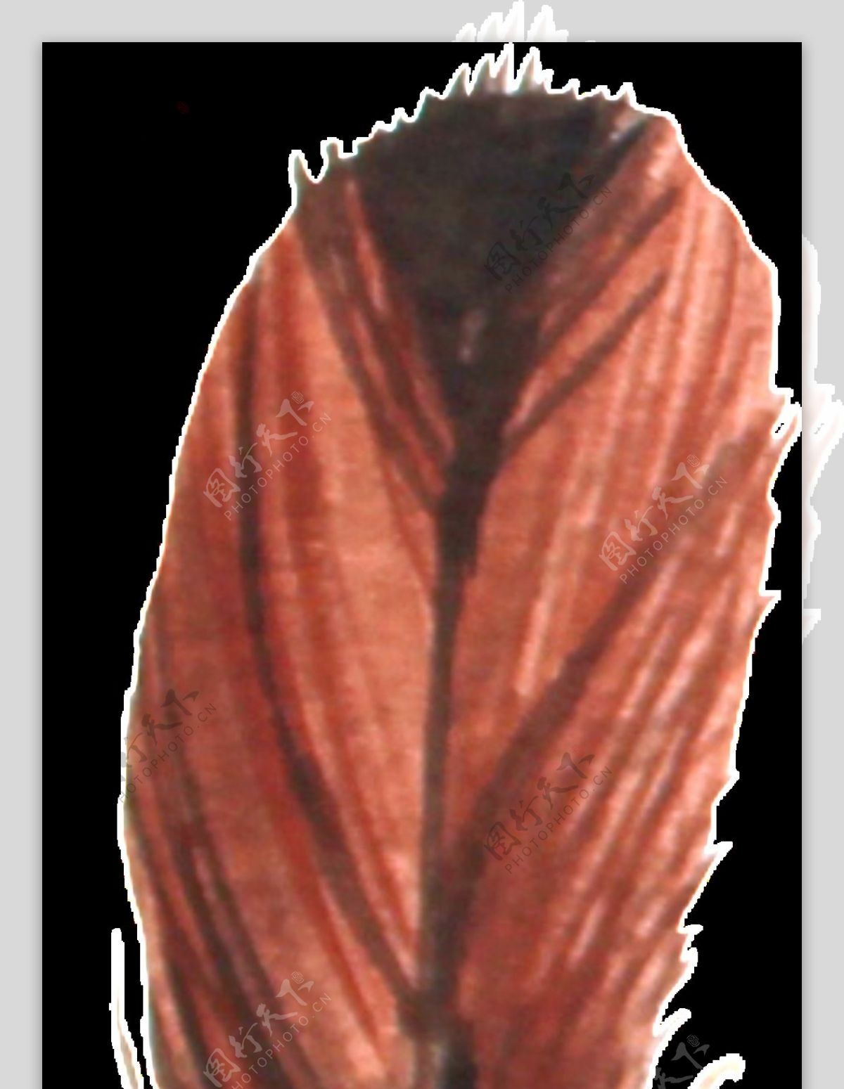 棕色羽毛透明装饰图案