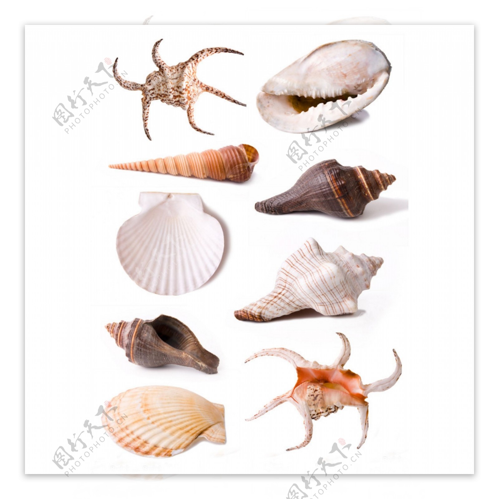 海鲜贝壳动物音乐海洋食物装饰保护餐饮海螺
