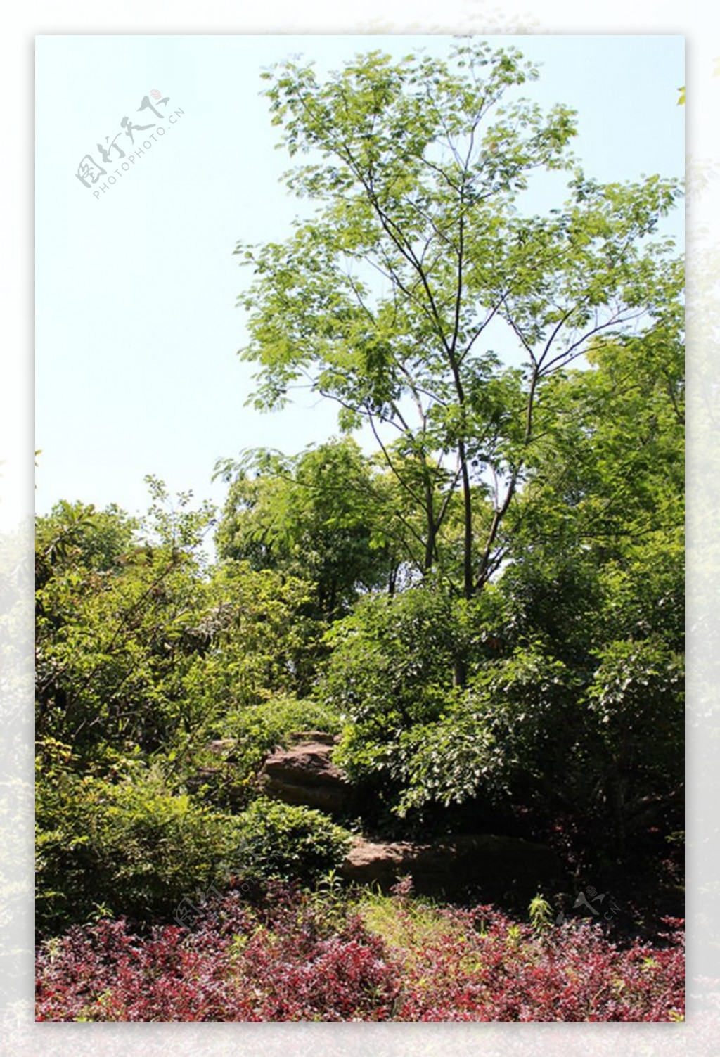 树木植物绿色天空结构图片素材_免费下载_jpg图片格式_VRF高清图片500119089_摄图网