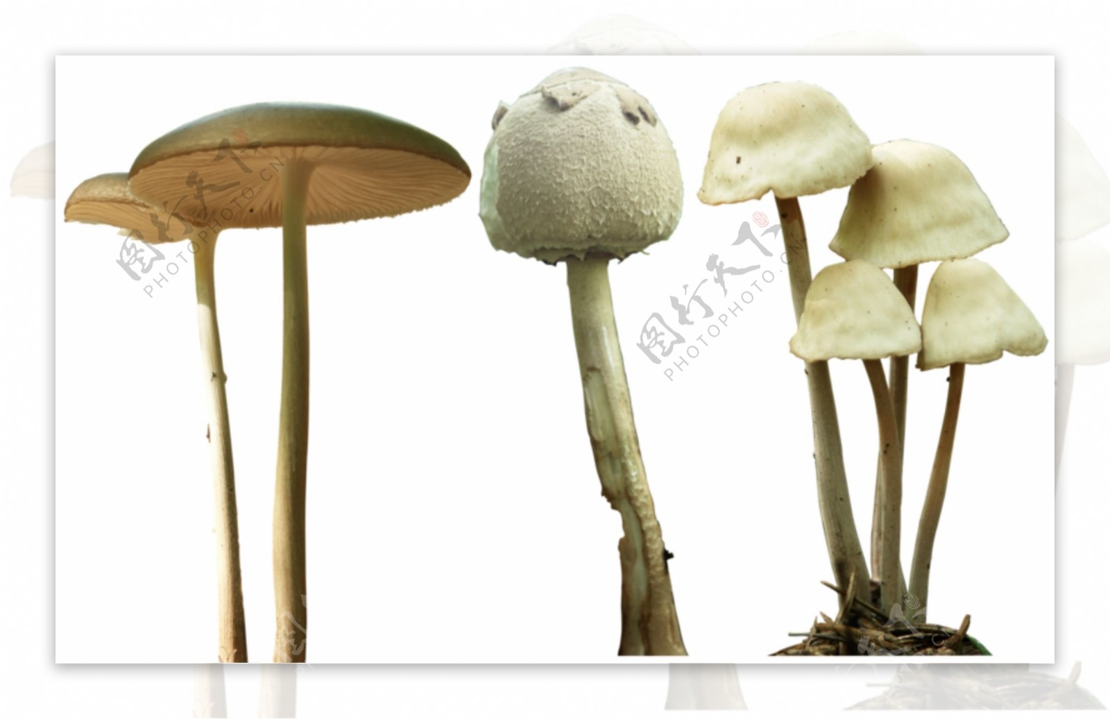 植被香菇蘑菇