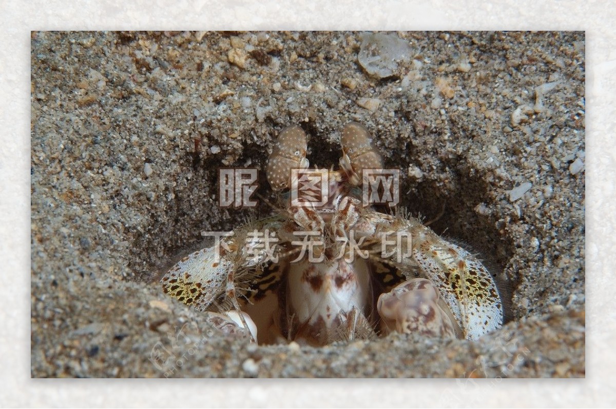 螳螂虾海鱼