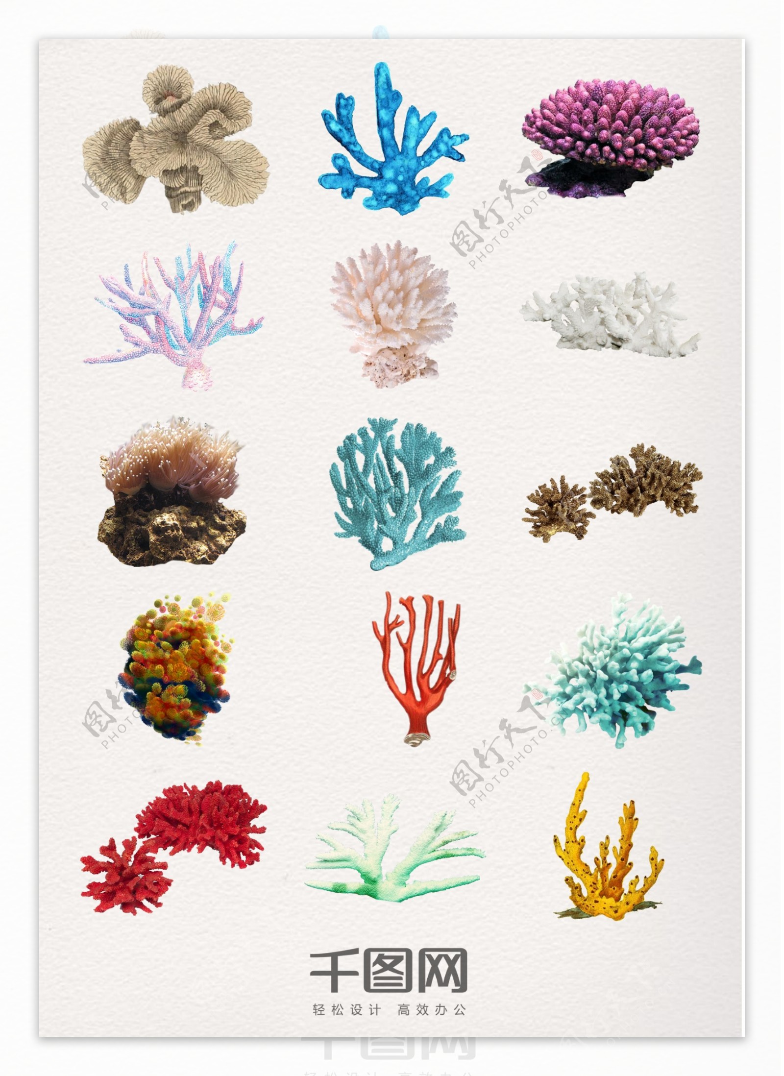 真实的珊瑚元素素材