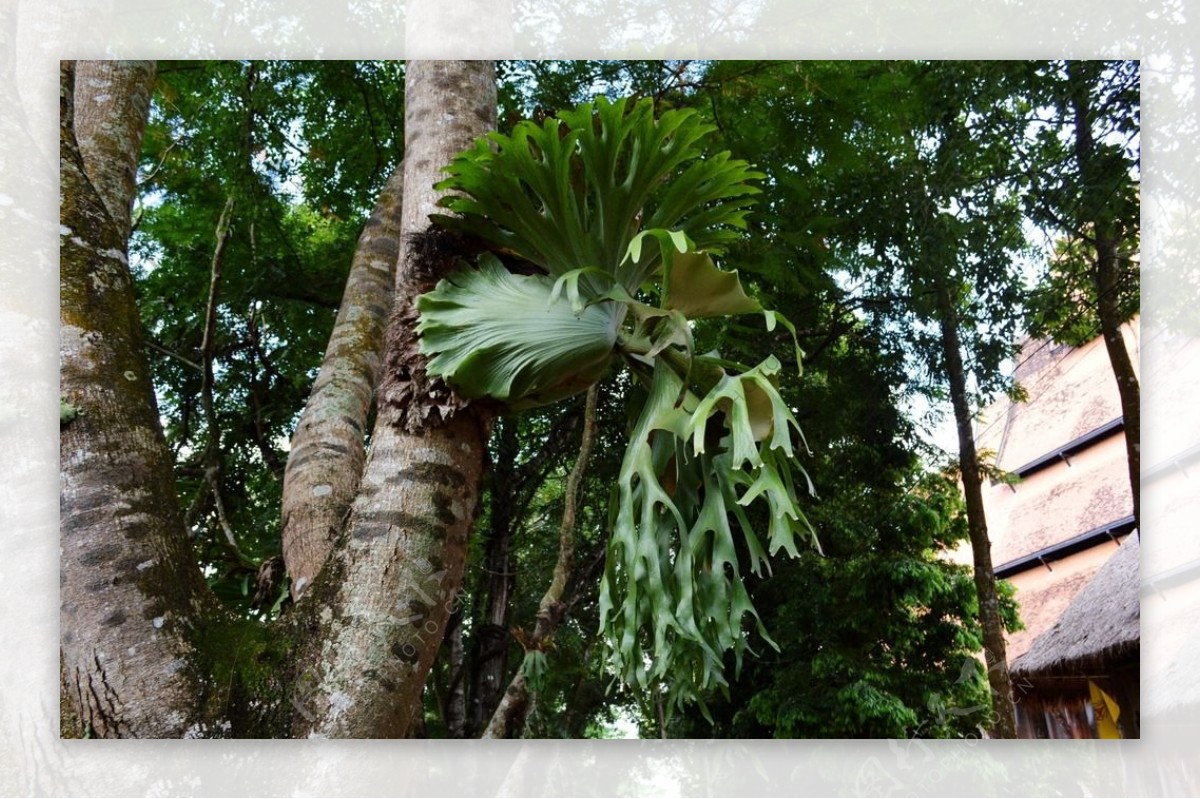 热带寄生植物
