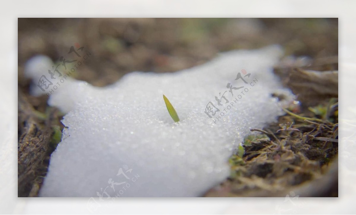 积雪融化小苗成长