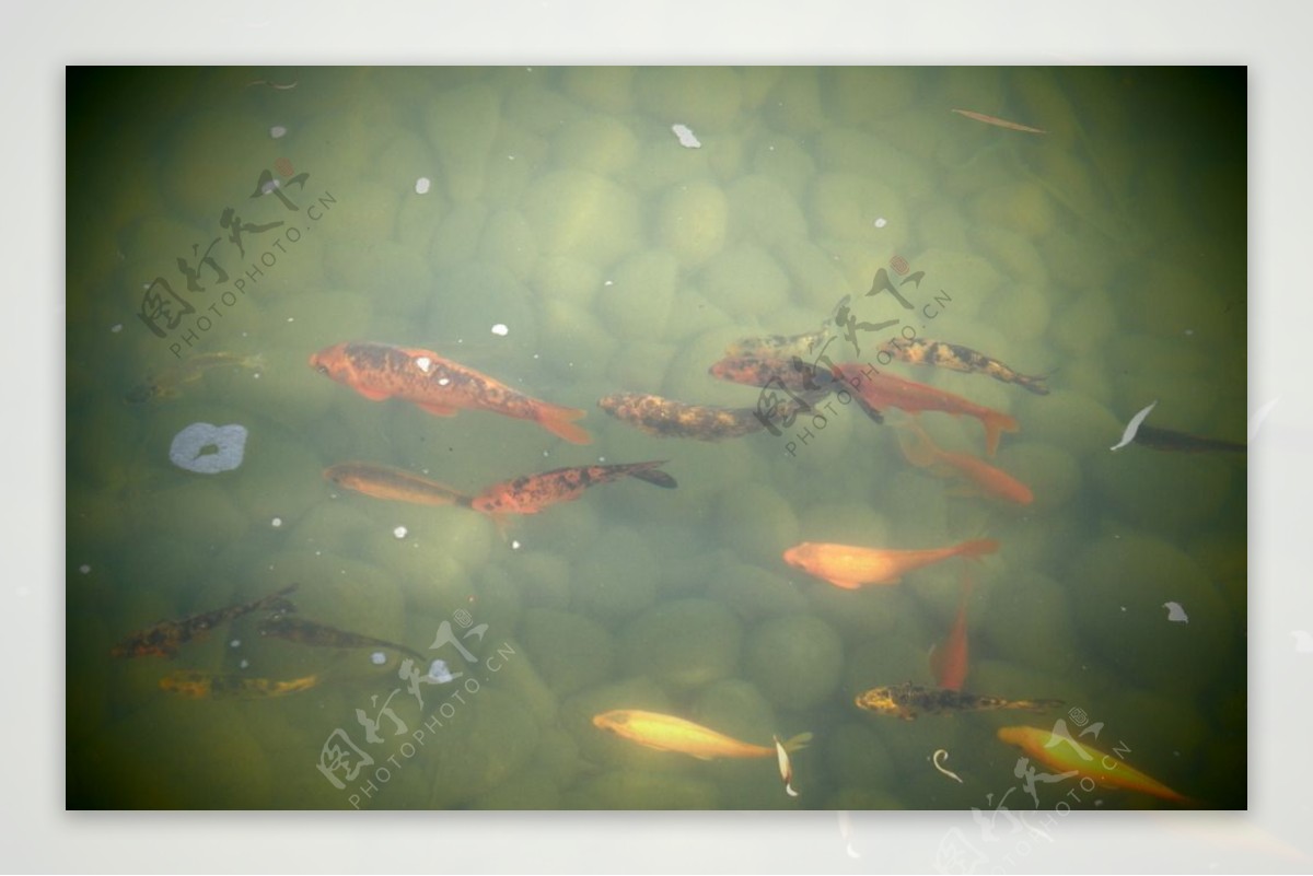 池水中的金鱼