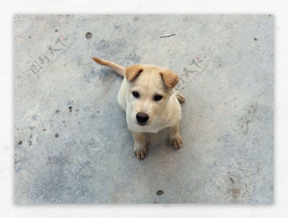 土狗图片素材-编号28841714-图行天下