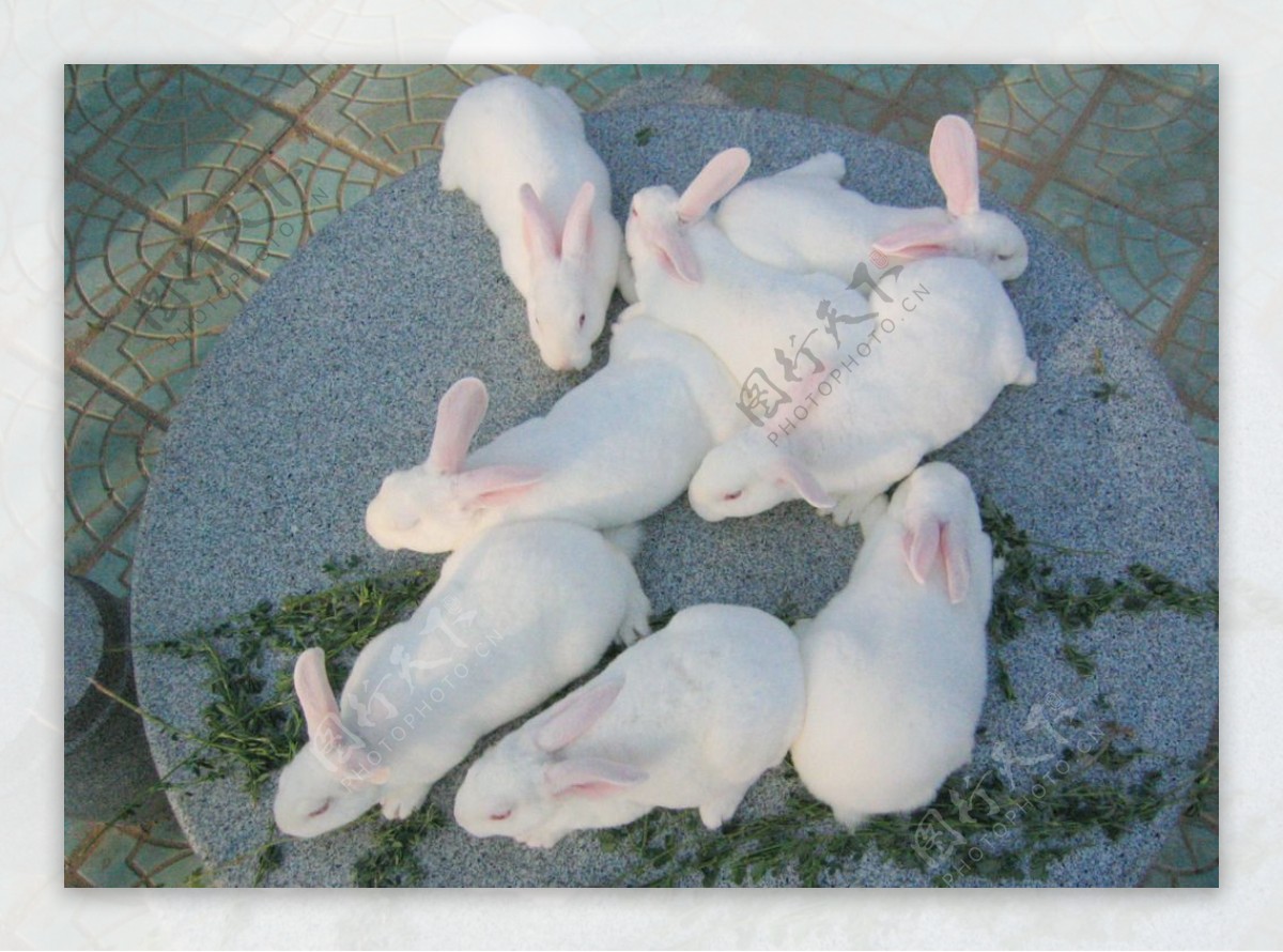 獭兔养殖技术獭兔繁育技术 养殖的注意事项_哔哩哔哩 (゜-゜)つロ 干杯~-bilibili