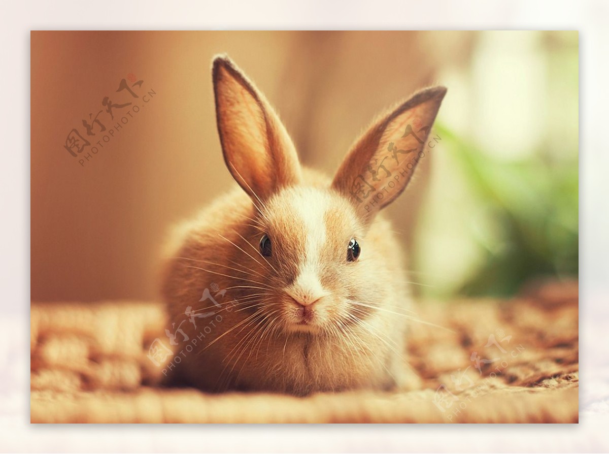 唯美可爱的兔子