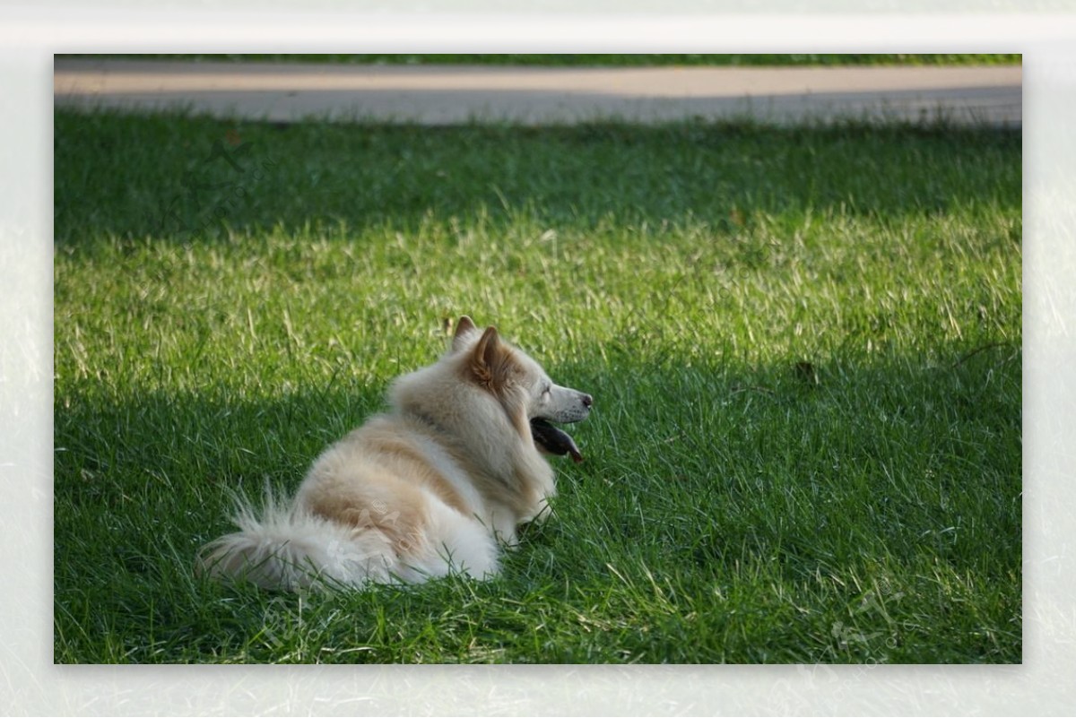 草坪中的狗