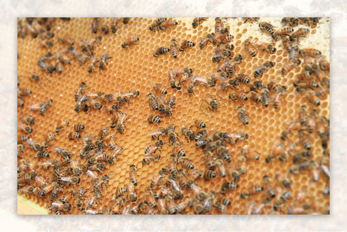 长白山蜂蜜蜂巢蜂箱