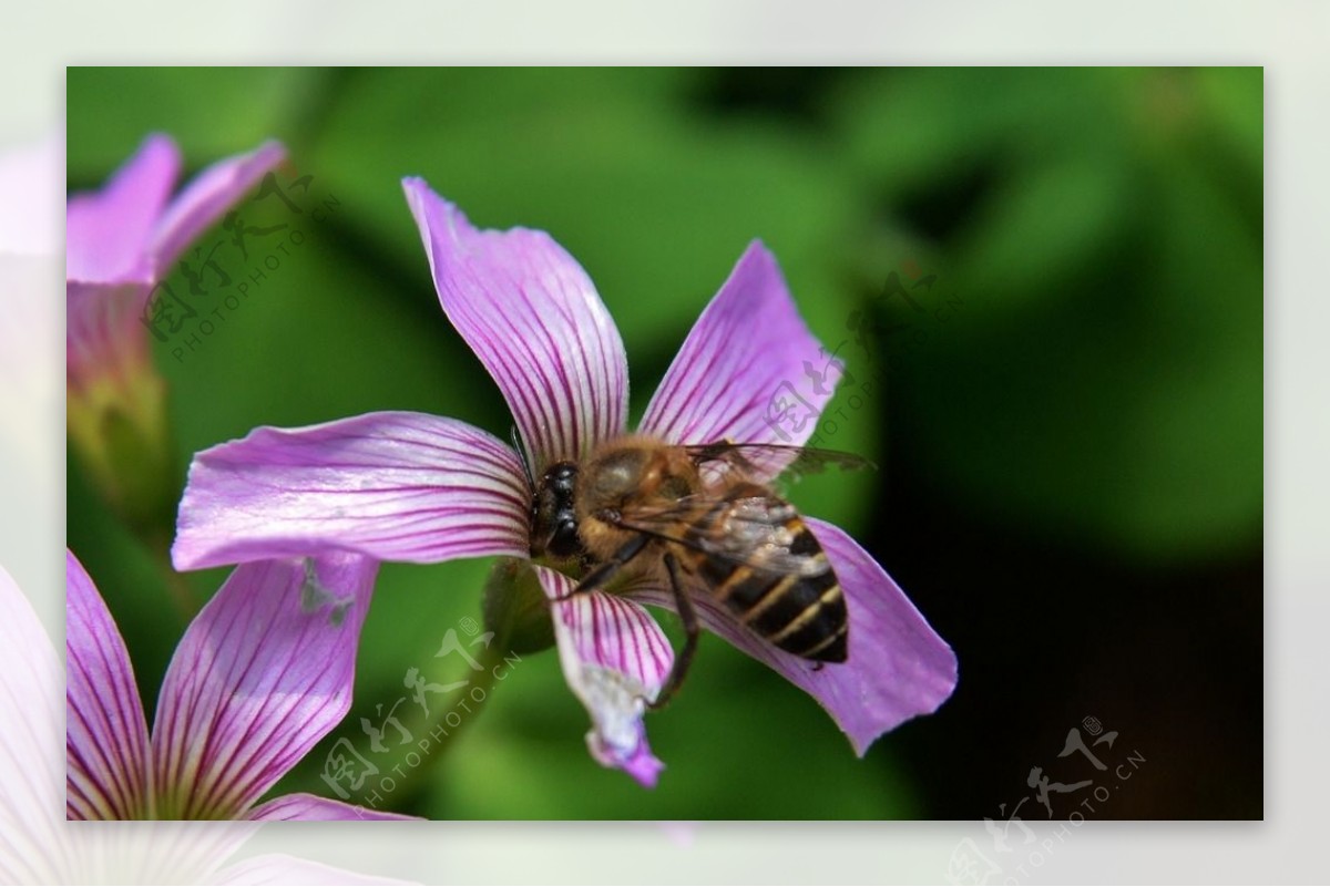 蜜蜂与酸浆草