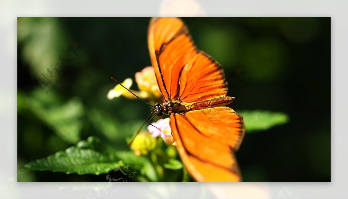 橙色蝴蝶