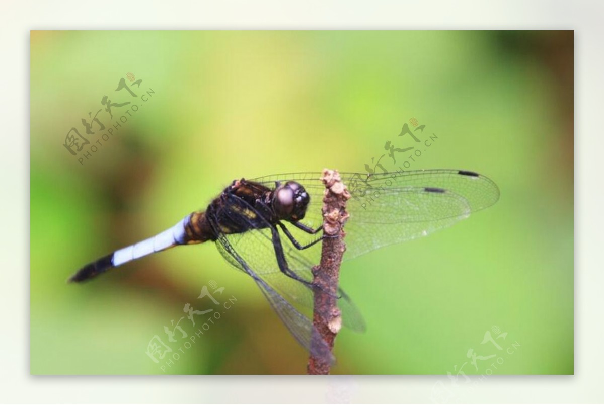 蜻蜓微距高清照片