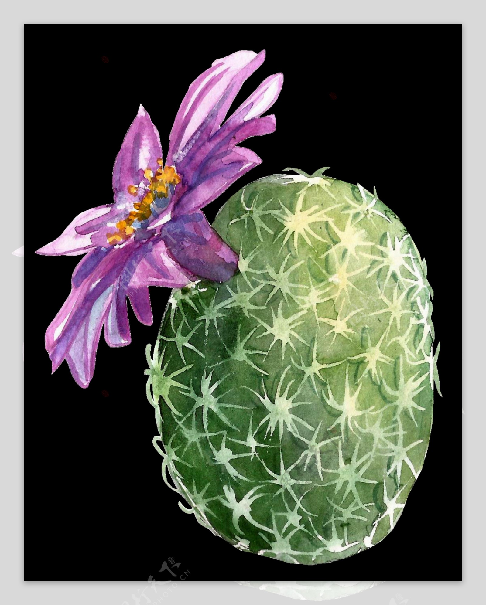 紫色花朵仙人球水彩手绘透明素材