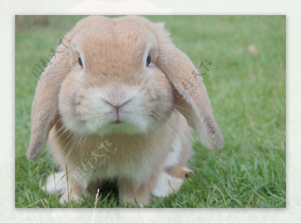 草地可爱萌兔子