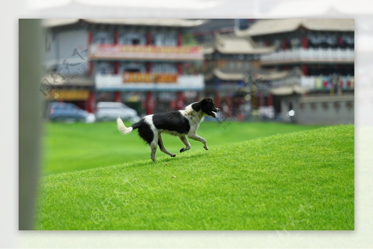 宠物下午柯基户外草地奔跑摄影图配图高清摄影大图-千库网