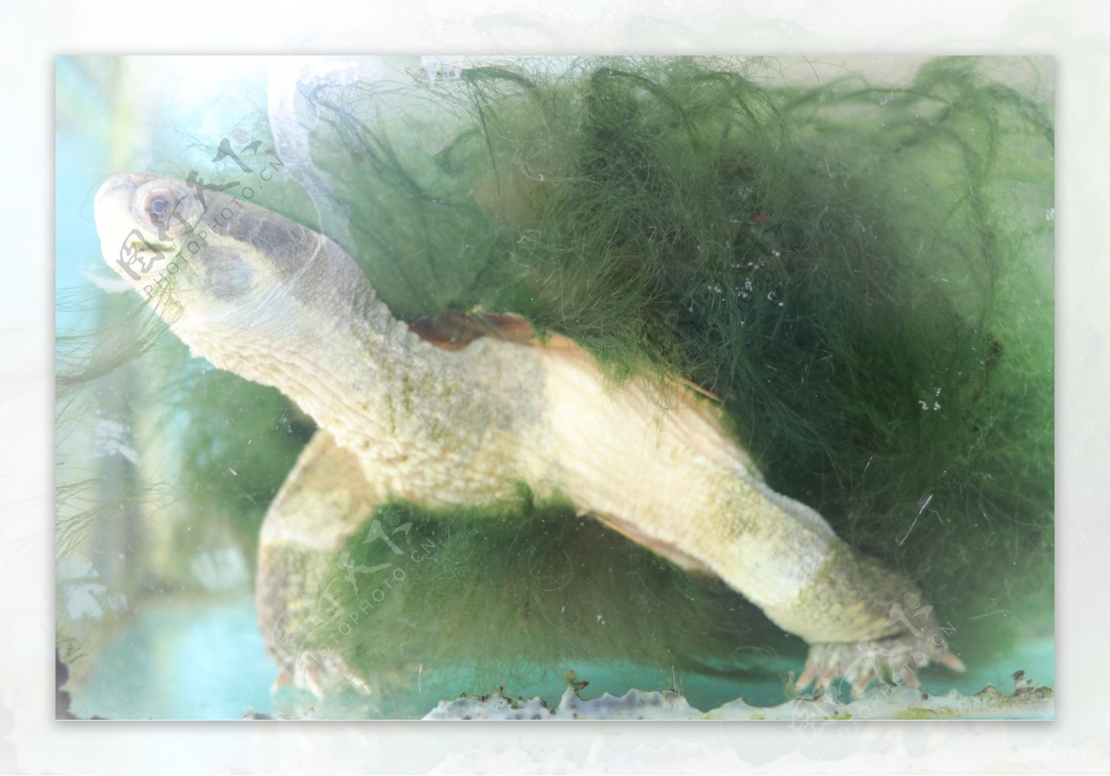 绿毛龟多少钱一只（绿毛龟的毛掉了还会长出来吗） – 碳资讯