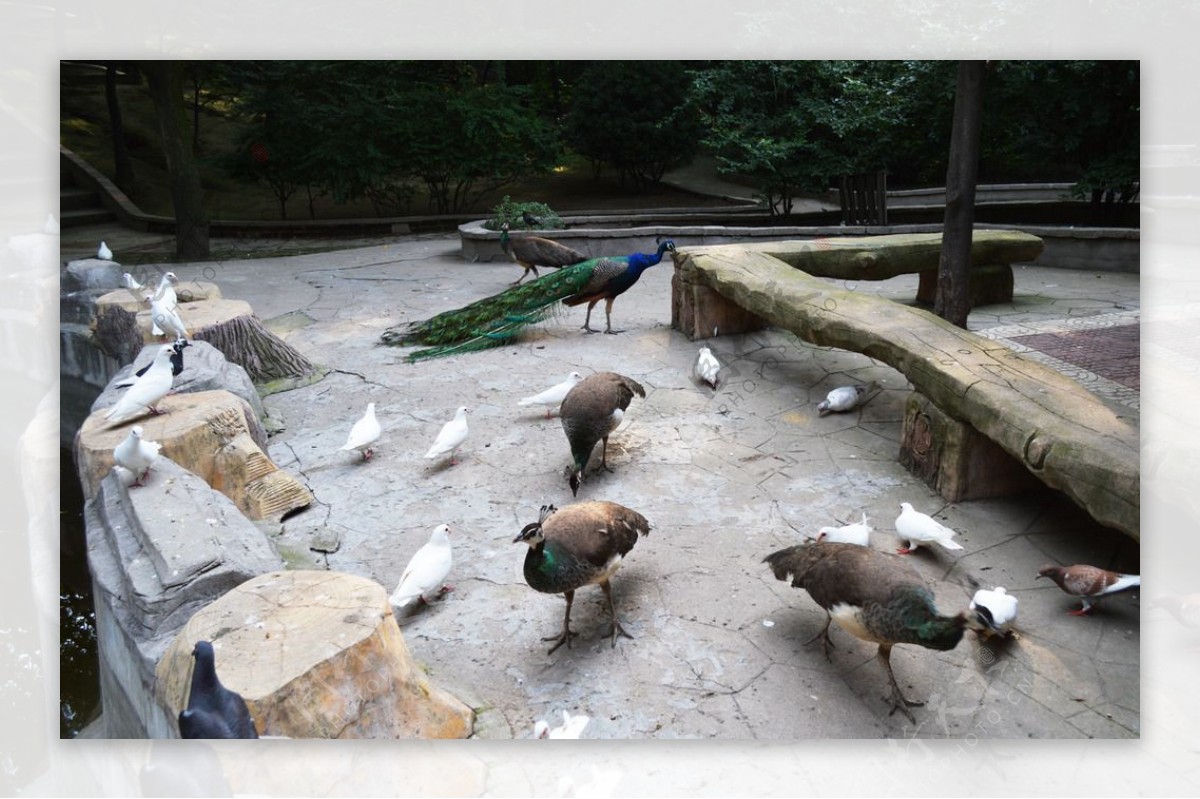 孔雀白鸽图片素材 编号2864 图行天下