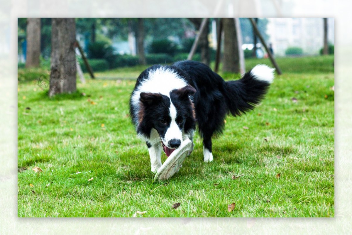 边牧边境牧羊犬牧羊犬牧羊