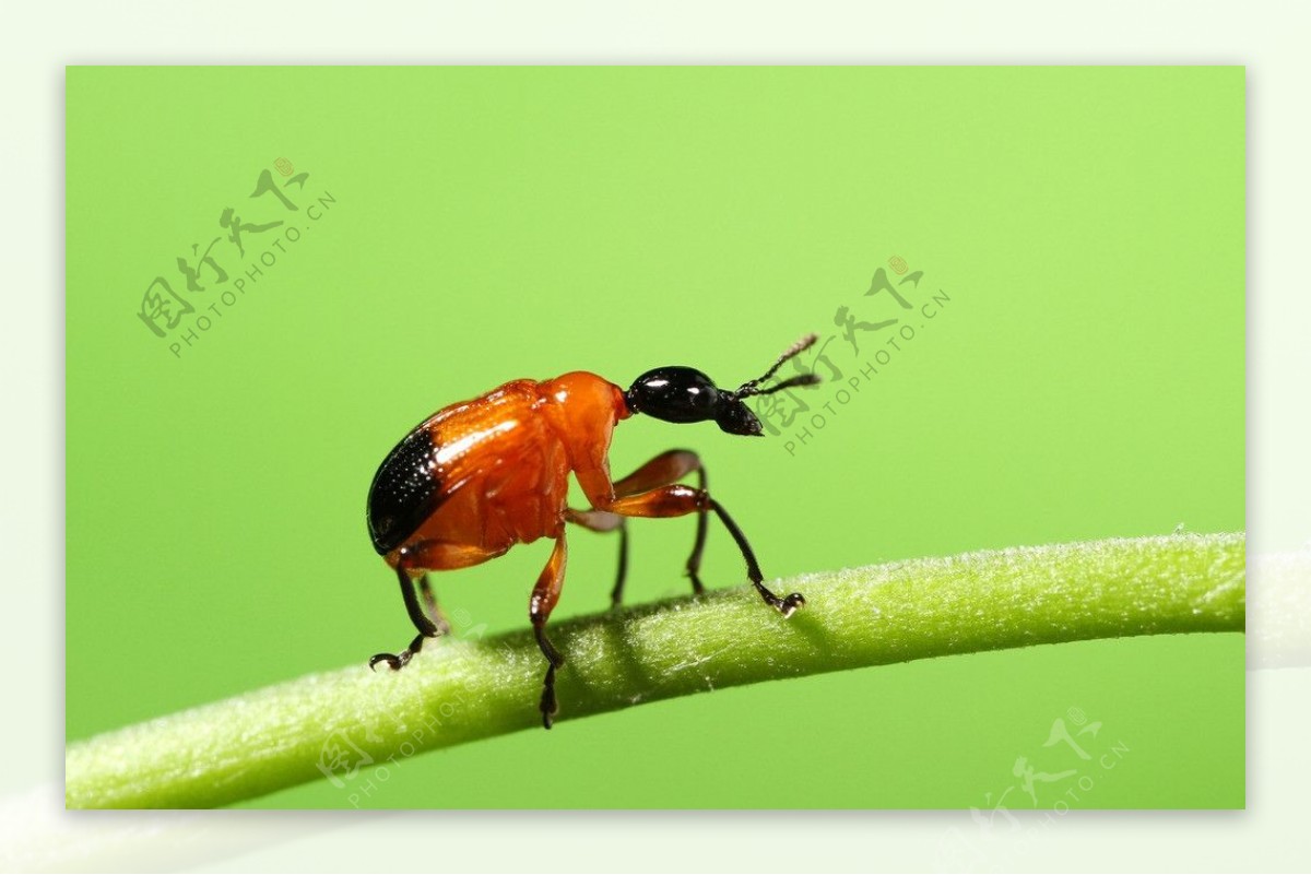 昆虫微距摄影卷叶象甲