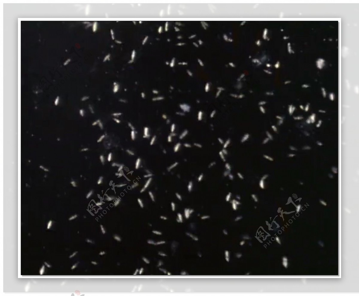 微生物白色细菌视频素材