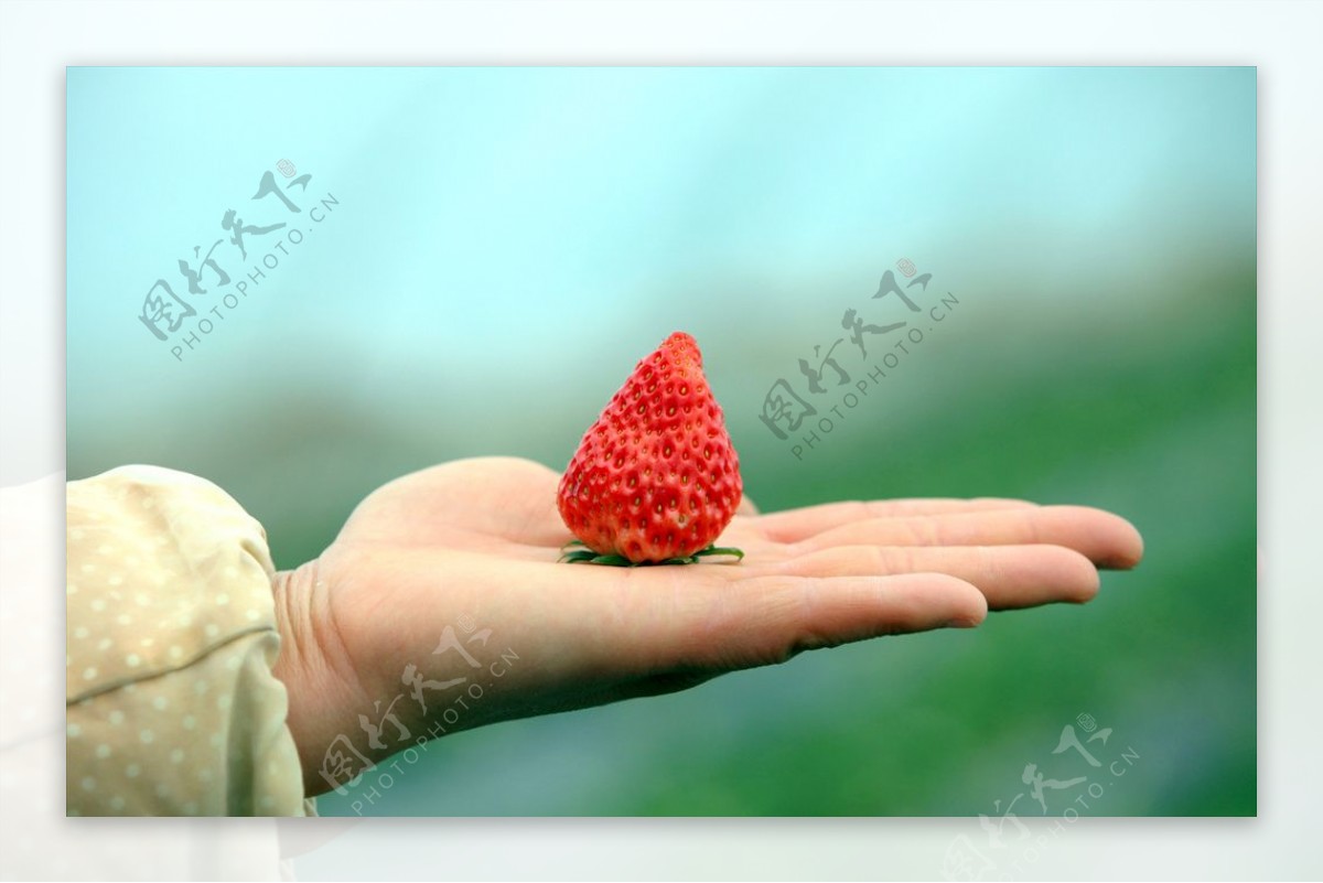 手心里的一颗大草莓