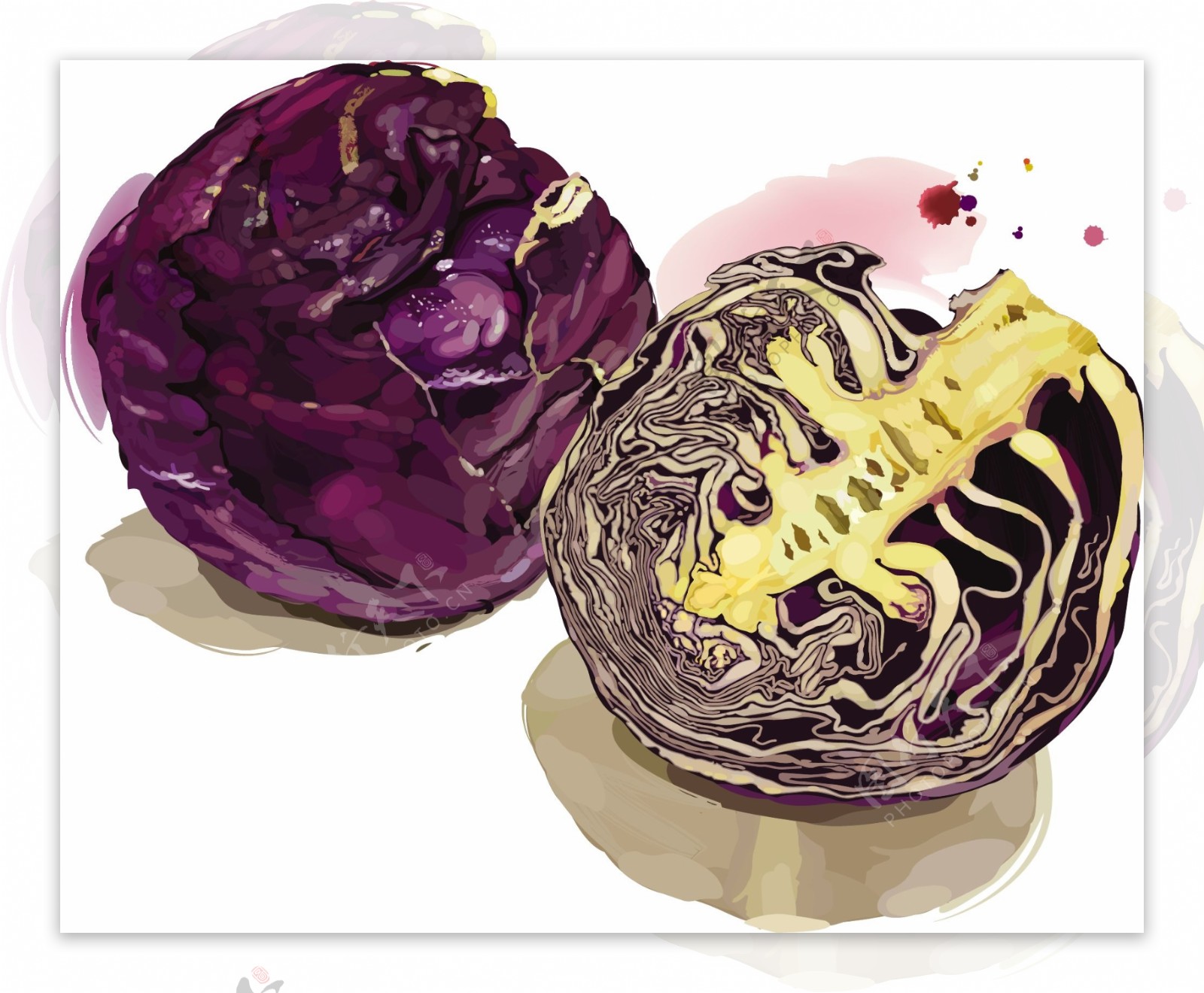 水彩绘蔬菜紫甘榄插画