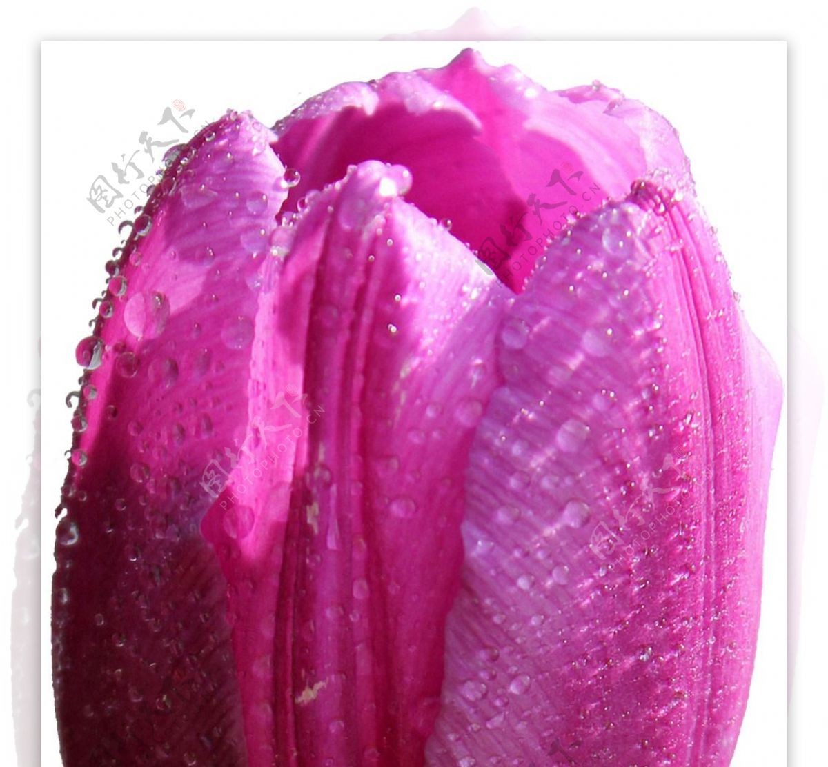 紫红色的郁金香免抠png透明素材