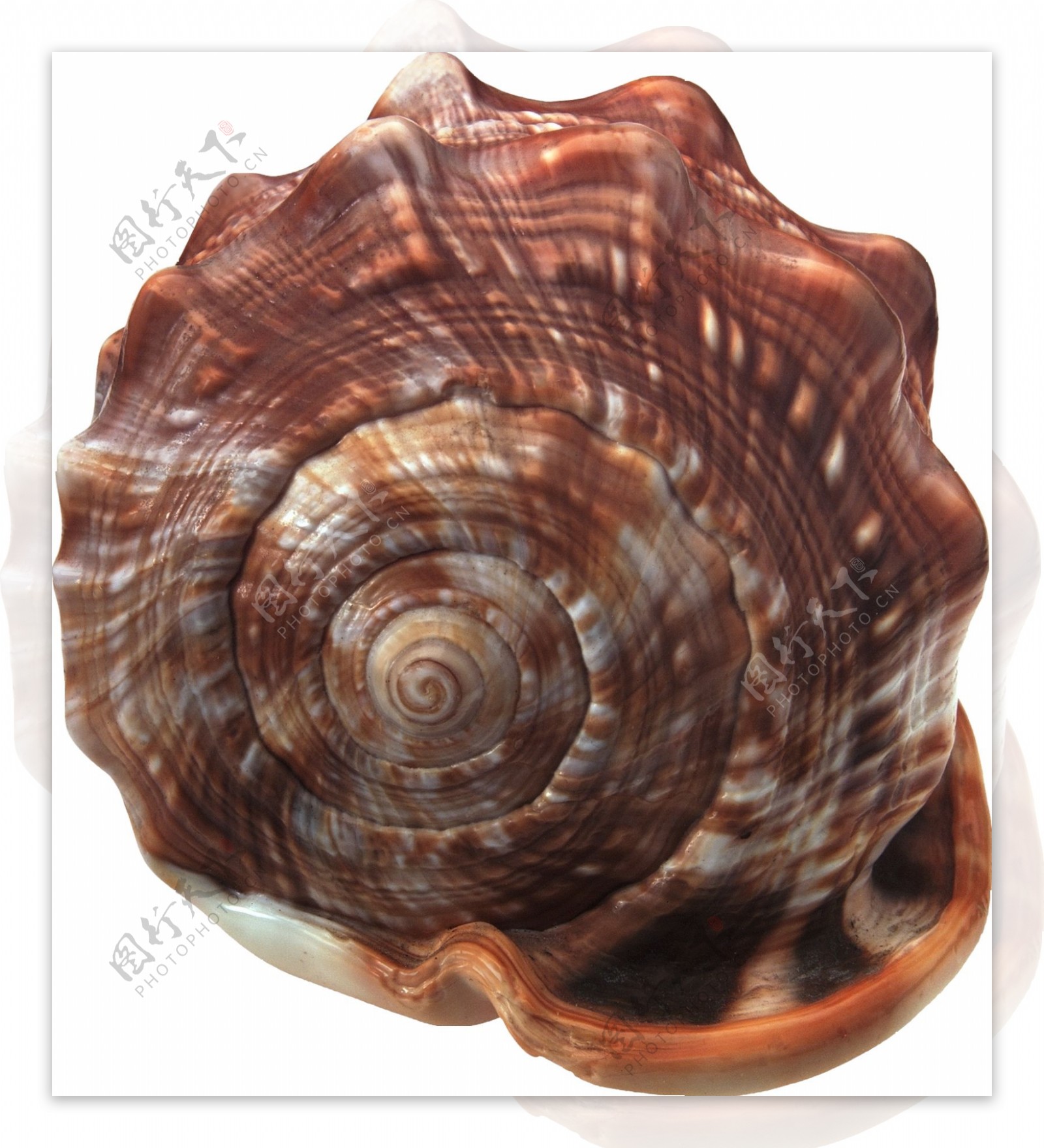 漂亮棕色海螺免抠png透明图层素材