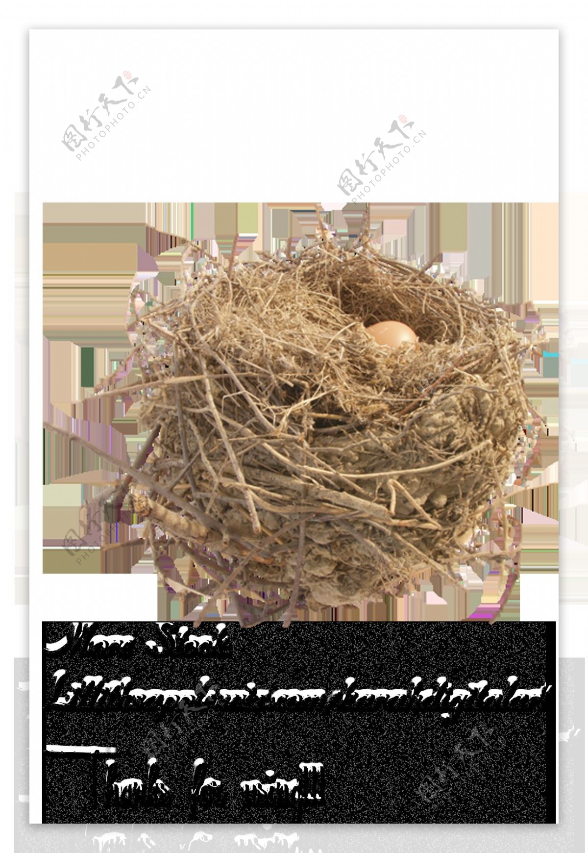 小鸟鸟巢免抠png透明图层素材