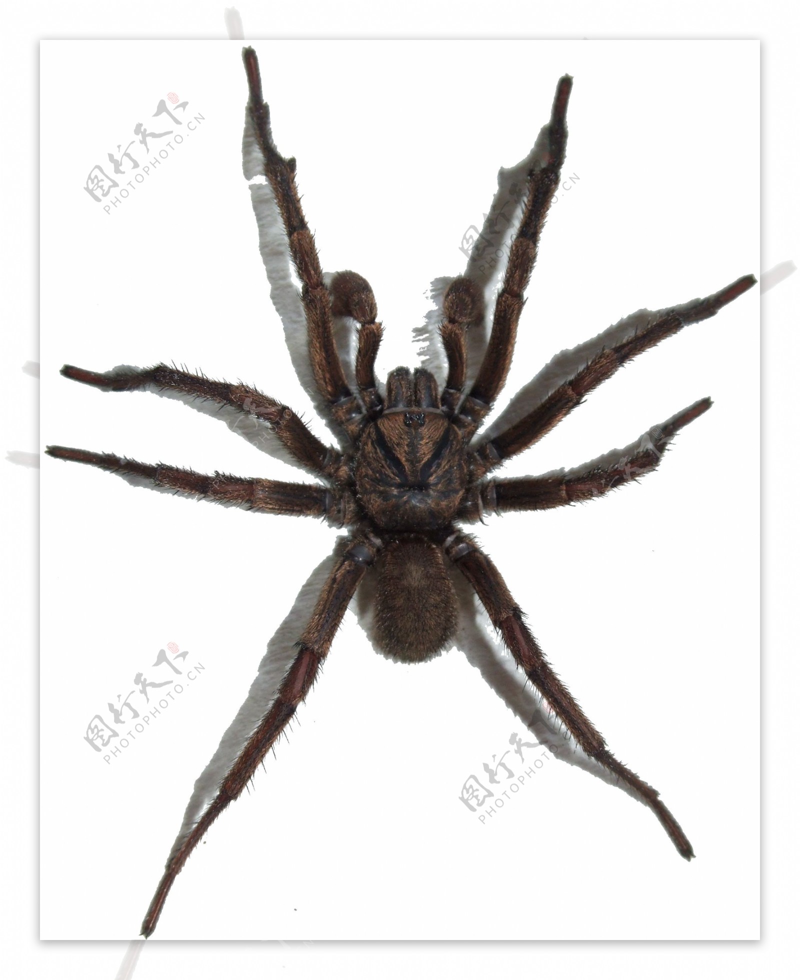 黑色大蜘蛛免抠png透明图层素材