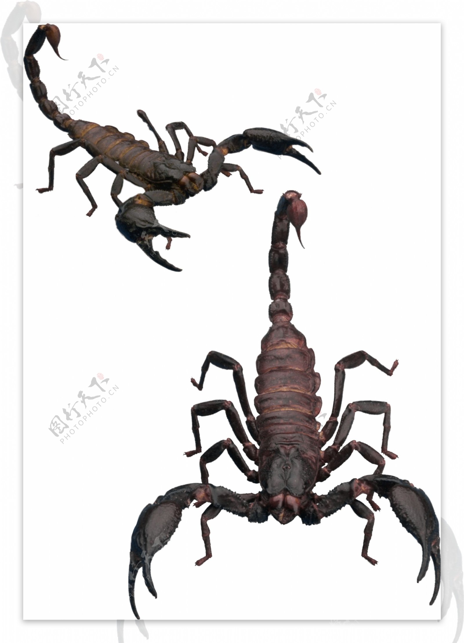 蝎子图片手绘图免抠png透明图层素材