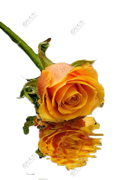 两朵黄玫瑰花素材图片
