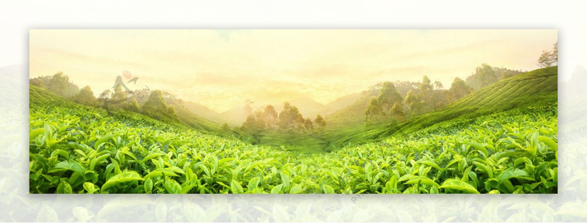 清新绿色茶园banner背景素材