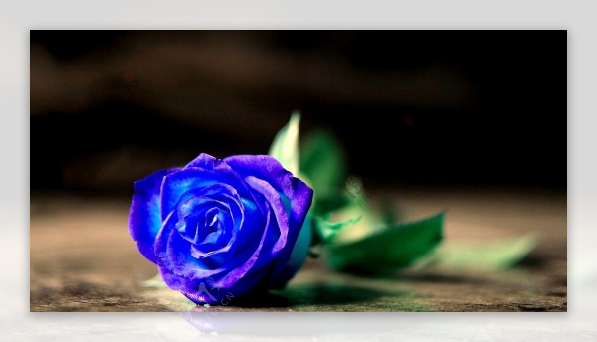 一朵蓝玫瑰