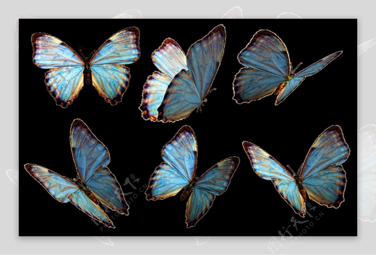 漂亮蓝色蝴蝶免抠png透明素材