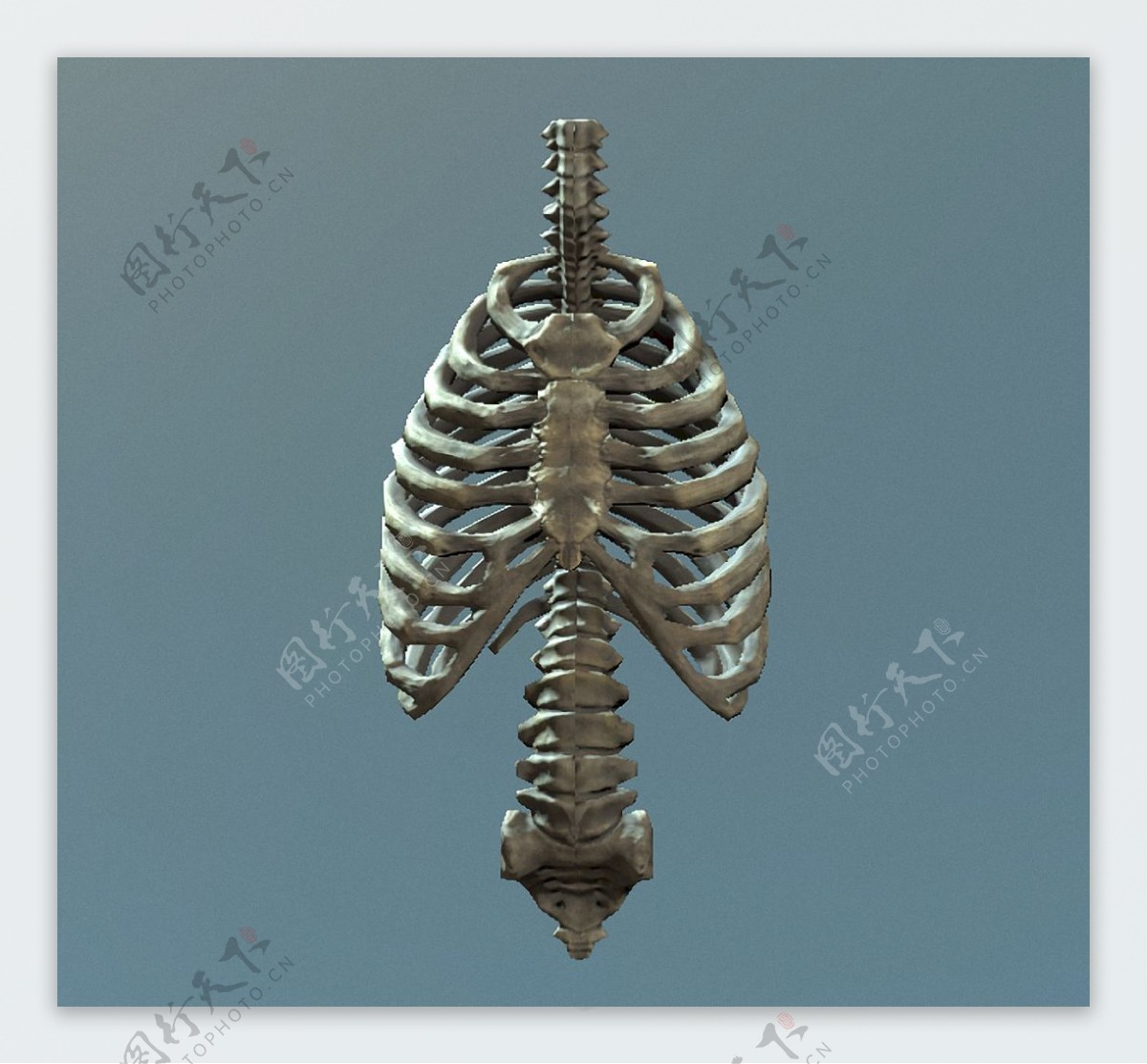 褐色人体脊椎胸腔免抠png透明素材