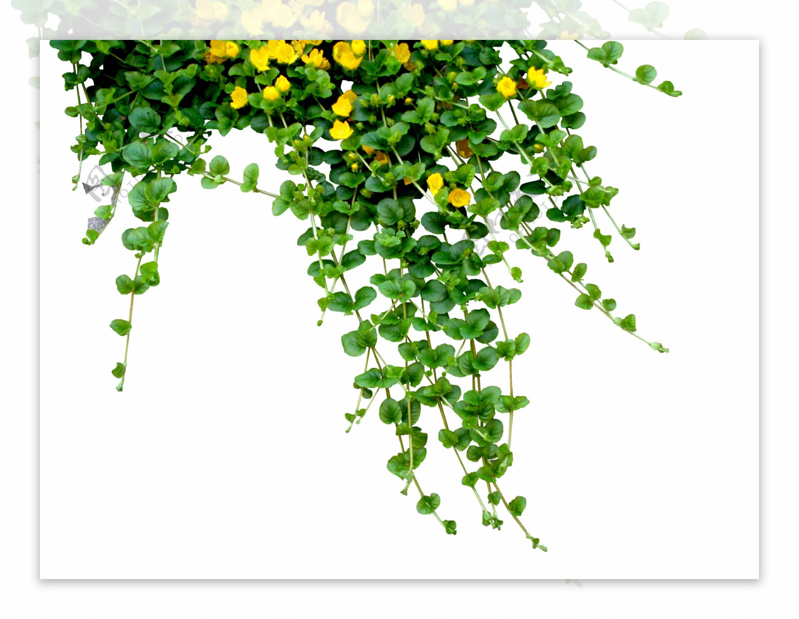 绿色树藤黄色花png元素素材