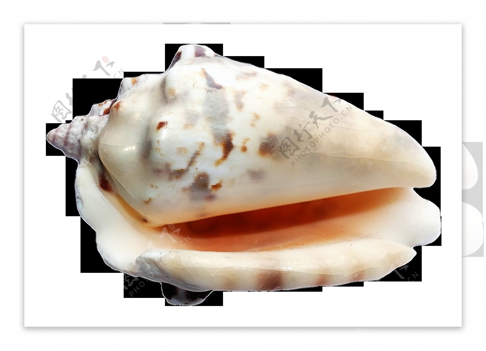 奇怪漂亮的海螺免抠png透明图层素材
