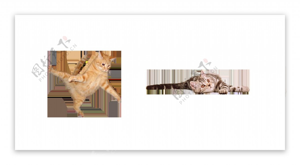 可爱小猫咪卖萌图片免抠png透明图层素材
